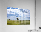 Lone Tree and Cloudy Sky Acrylic Print