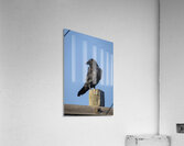 Raven on a Post Acrylic Print