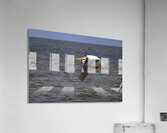 Pelican in Flight Acrylic Print