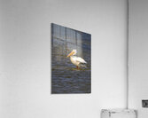 Pelican Contemplation Acrylic Print