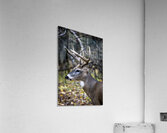 Antlers and Autumn: A Portrait of Natures Beauty Impression acrylique