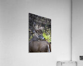 Antlers and Autumn: A Portrait of Natures Beauty Acrylic Print