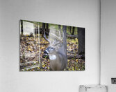 Antlers and Autumn: A Portrait of Natures Beauty Acrylic Print