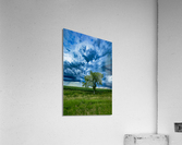 Lone Tree After the Storm Acrylic Print