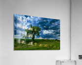Lone Tree After the Storm Acrylic Print