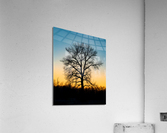 Lone Tree at Dusk Acrylic Print
