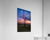 Lone Tree at Sunrise Acrylic Print