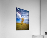 Lone Trees in the Fall Acrylic Print