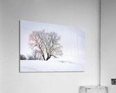 Lone Tree in Hoarfrost Acrylic Print