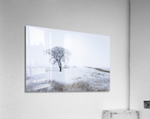 Lone Tree in Winter Fog Acrylic Print