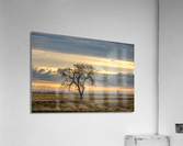 Lone Tree at Sunrise Impression acrylique