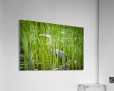 Blue Heron in Tall Grass Acrylic Print