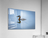 Duck Reflection Acrylic Print