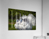 Turkeys Acrylic Print