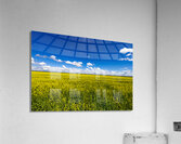 Blue and Yellow Acrylic Print