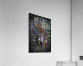 Squirrel Go Nuts Acrylic Print