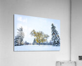 Trees Under the First Snow Acrylic Print