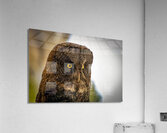 Owl Acrylic Print