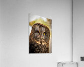 Owls Gaze Acrylic Print