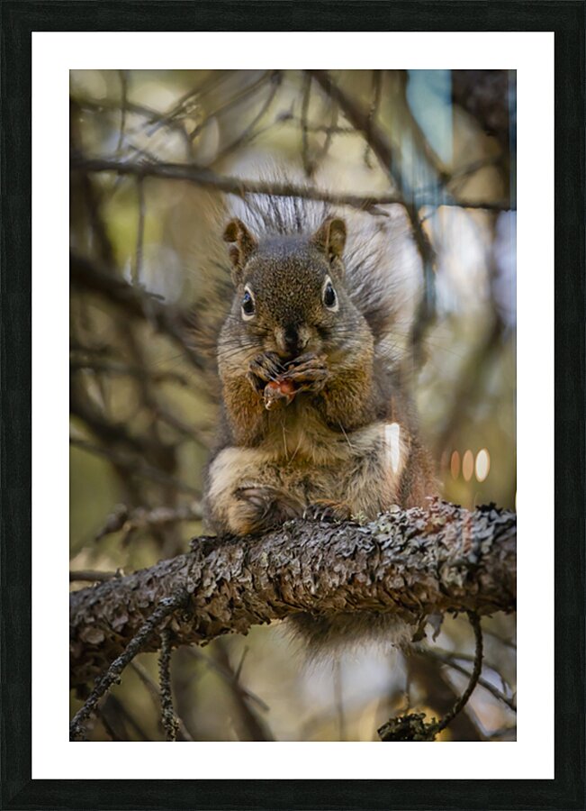 Squirrel in a Tree Picture Frame print