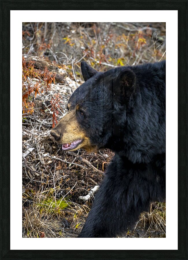 Mama Bear Picture Frame print