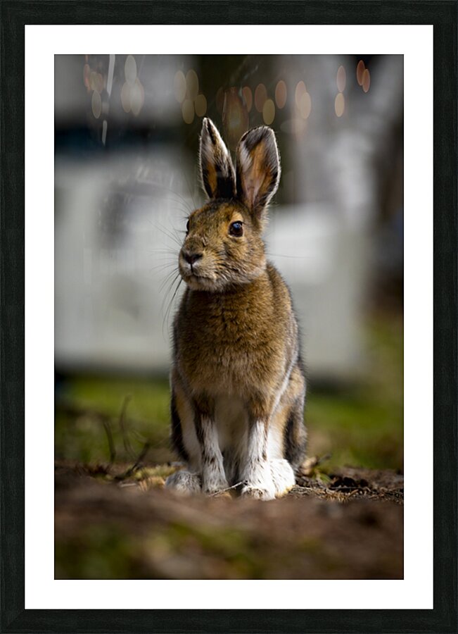 Bunny Picture Frame print