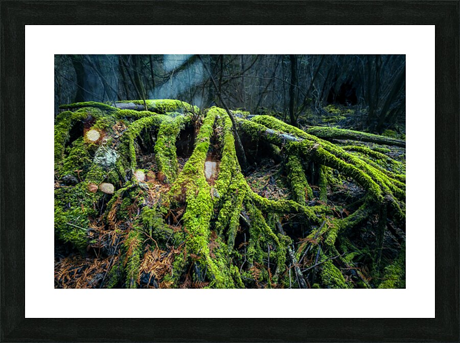 Enchanted Forest Picture Frame print