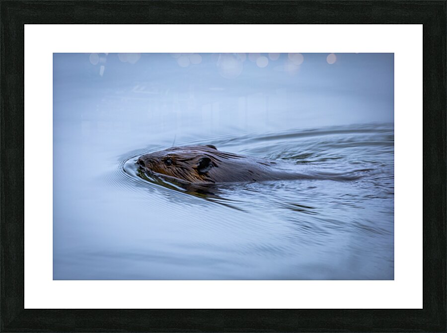 Beaver On still Waters Picture Frame print