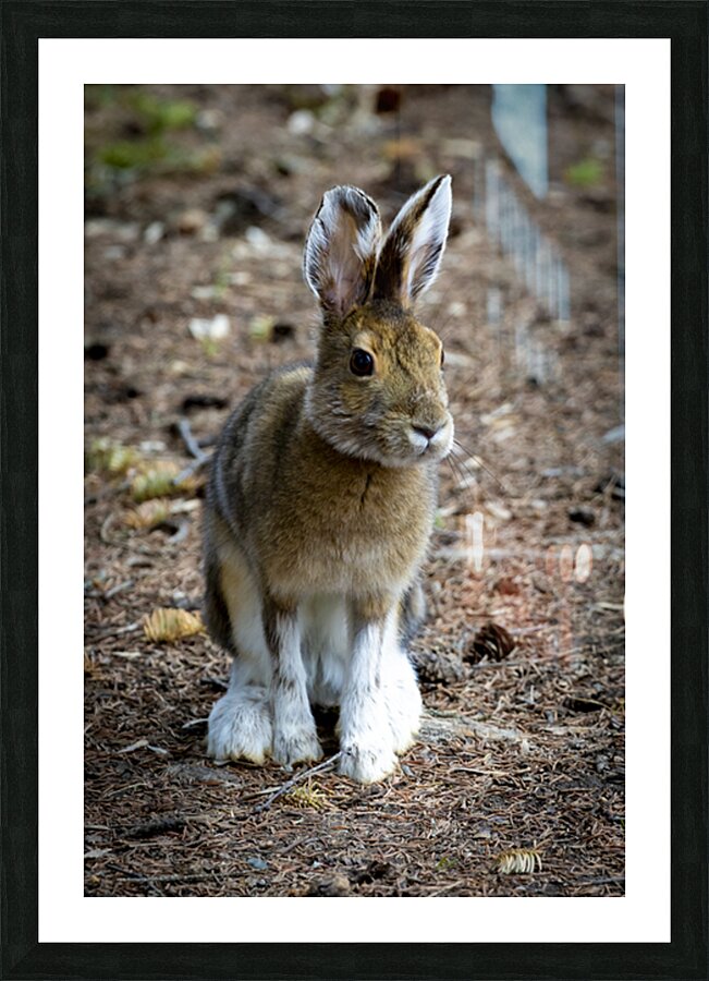 Bunny Picture Frame print