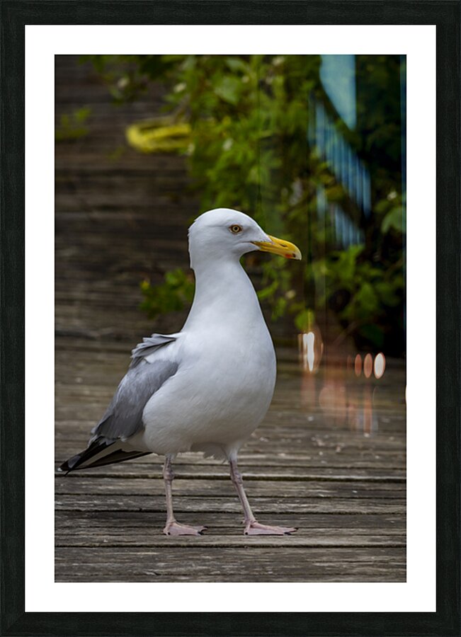 Gull Picture Frame print