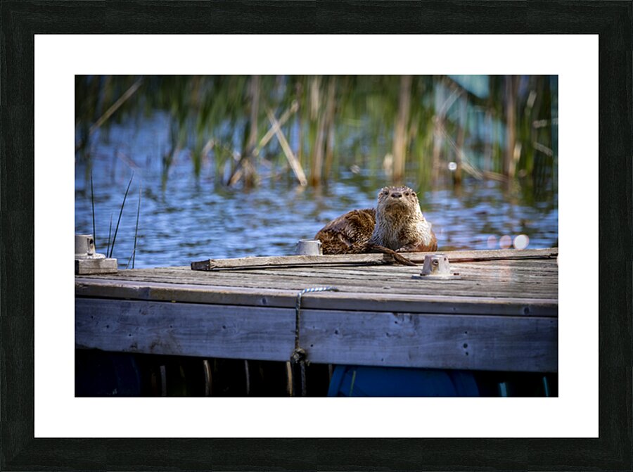 Otter Picture Frame print