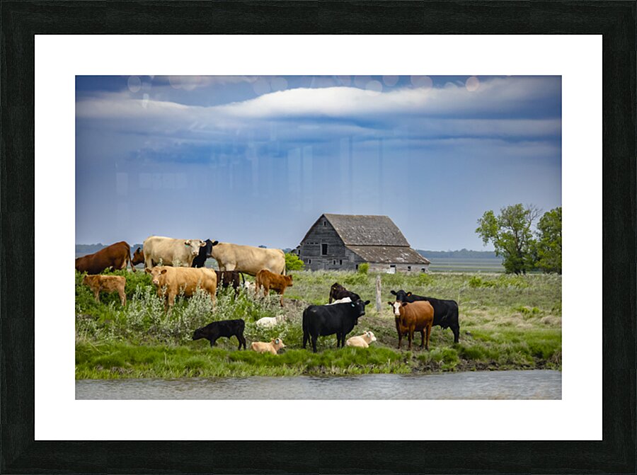 Cattle on a Hill Picture Frame print