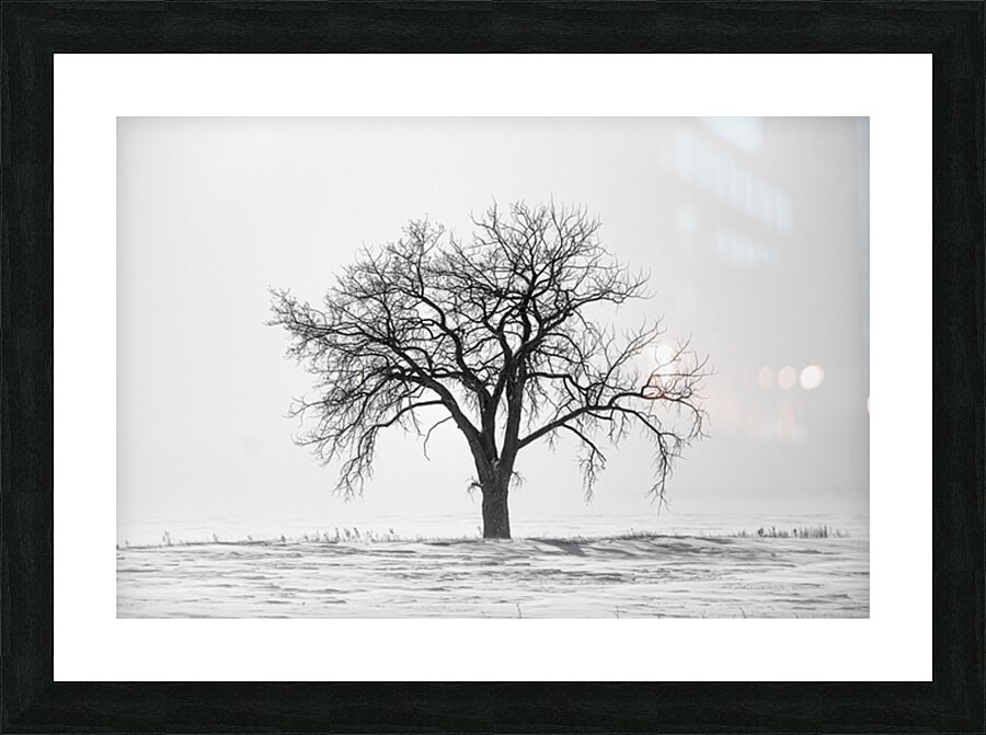 Lone Tree in Snowstorm Picture Frame print