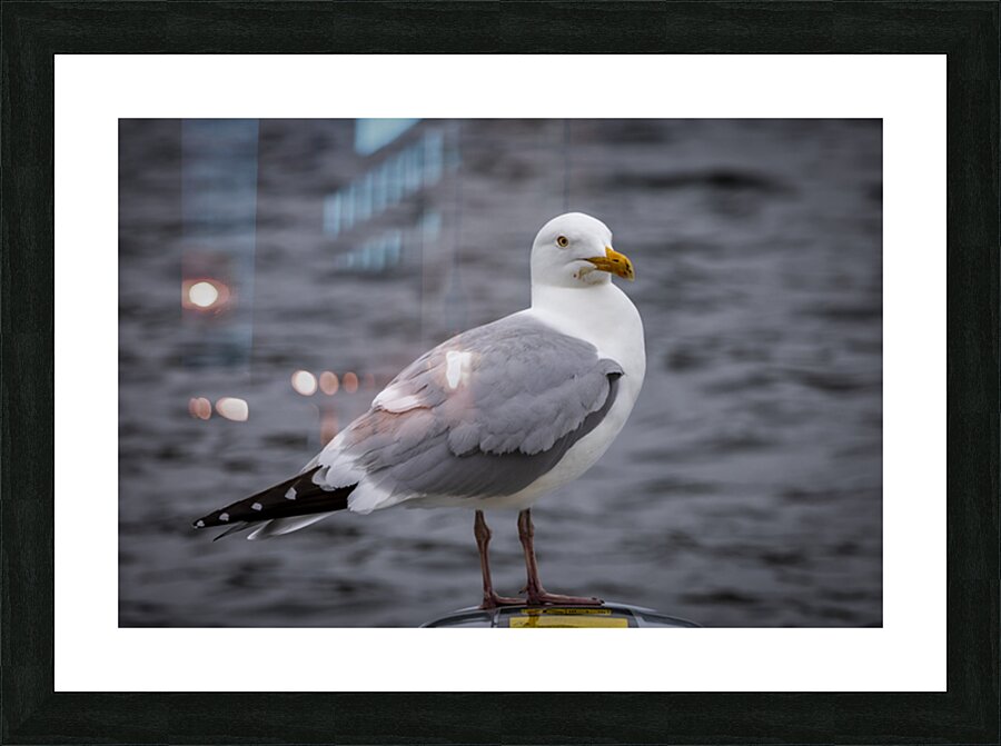 Gull Picture Frame print
