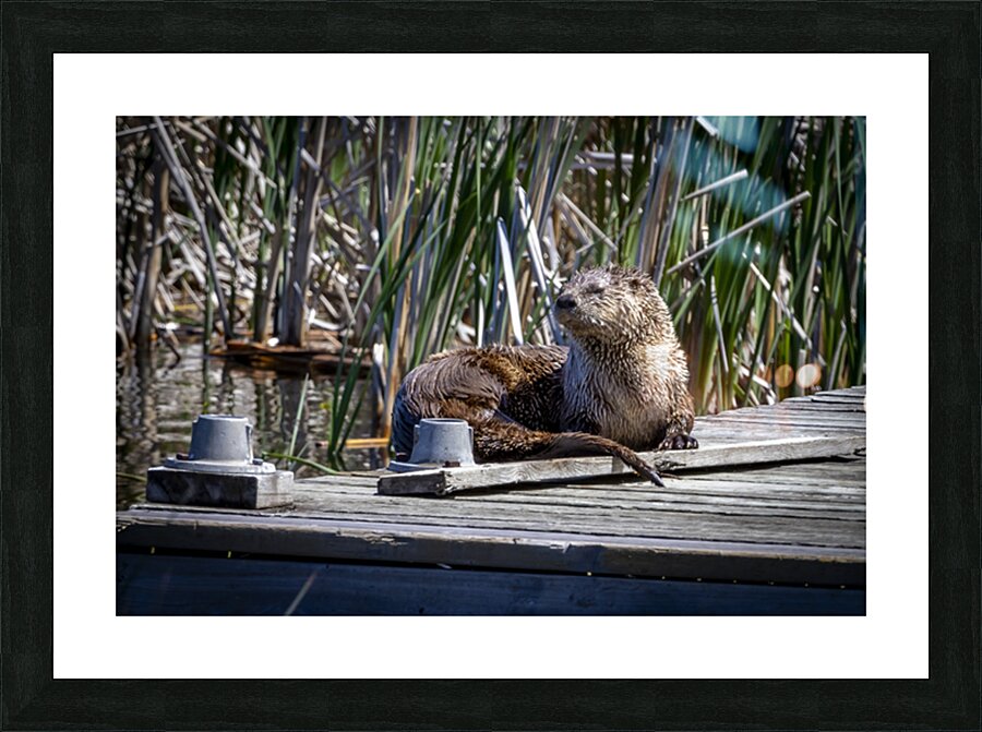 Otter Picture Frame print
