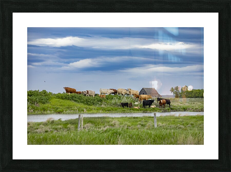 Cattle on a Hill Picture Frame print