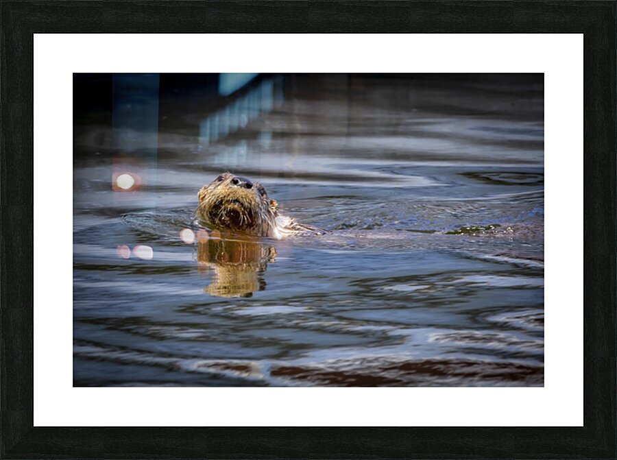 Otter Impression et Cadre photo