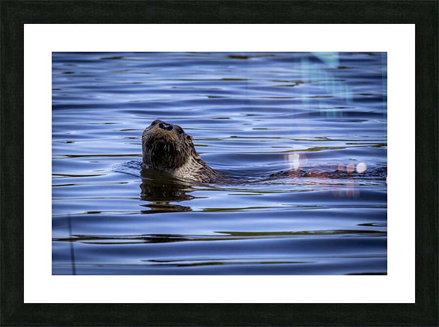 Otter Picture Frame print