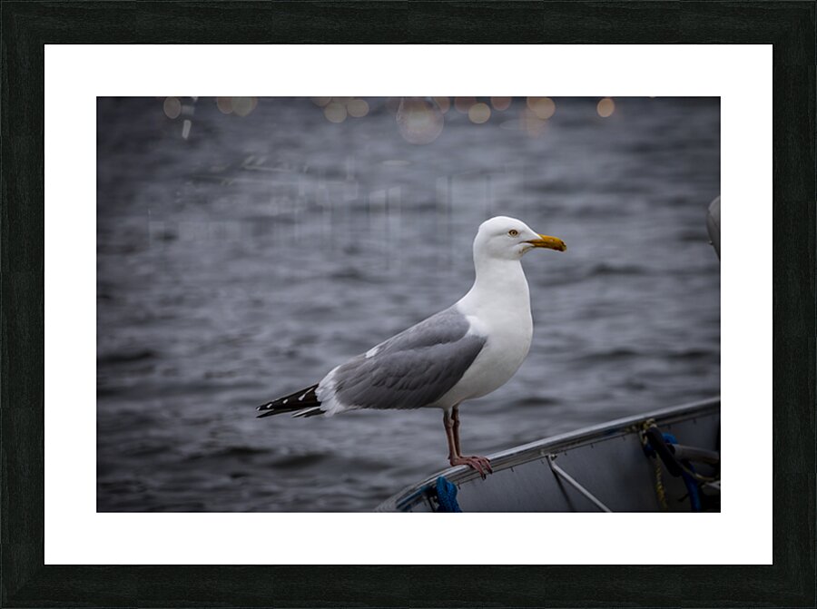 Gull Picture Frame print