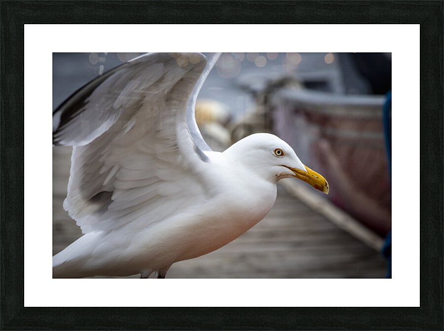 Gull Picture Frame print