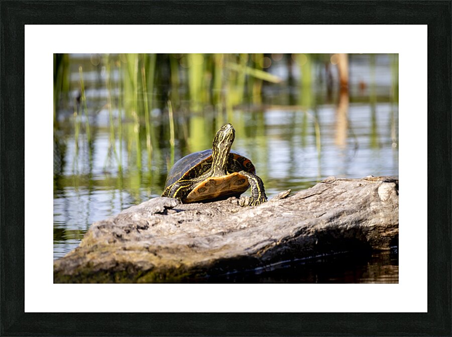 Painted Turtle Picture Frame print
