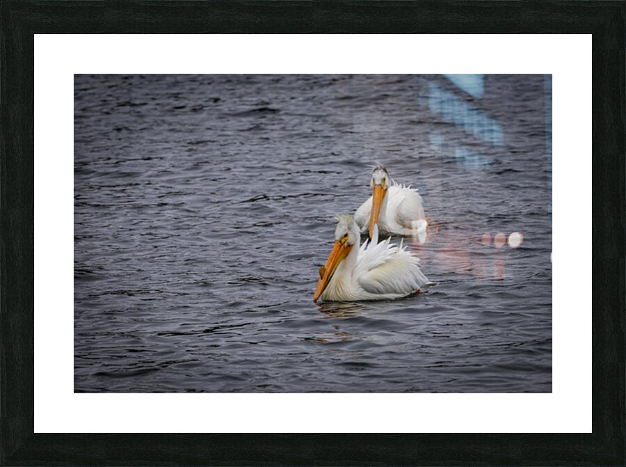 Pelicans Picture Frame print