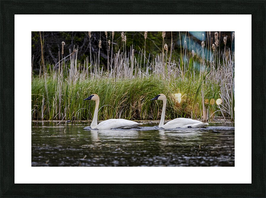 Trumpeter Swans Impression et Cadre photo