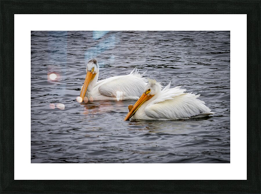 Pelicans Impression et Cadre photo