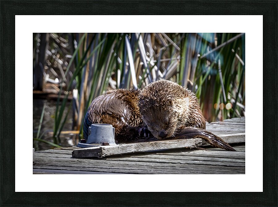 Otter Picture Frame print