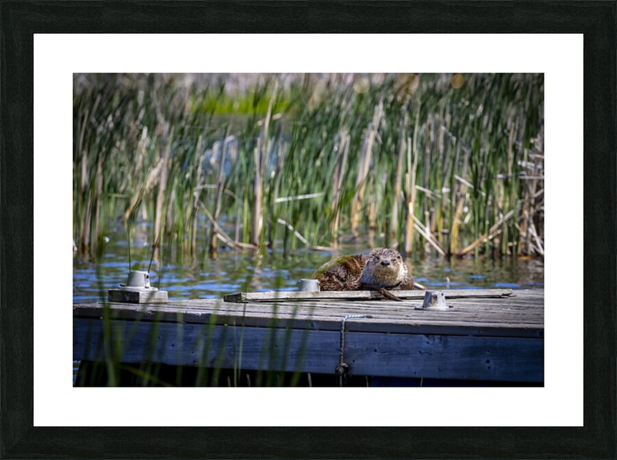 Otter Picture Frame print