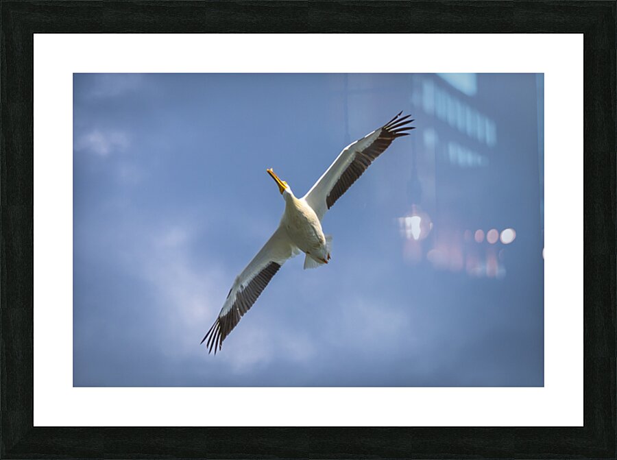 Pelican in Flight Picture Frame print