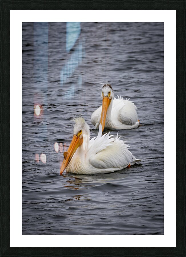 Pelicans Impression et Cadre photo