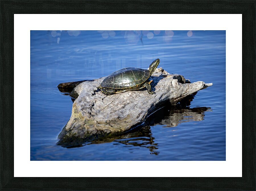 Painted Turtle Impression et Cadre photo