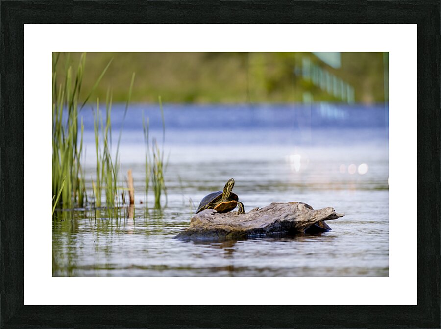 Painted Turtle Picture Frame print